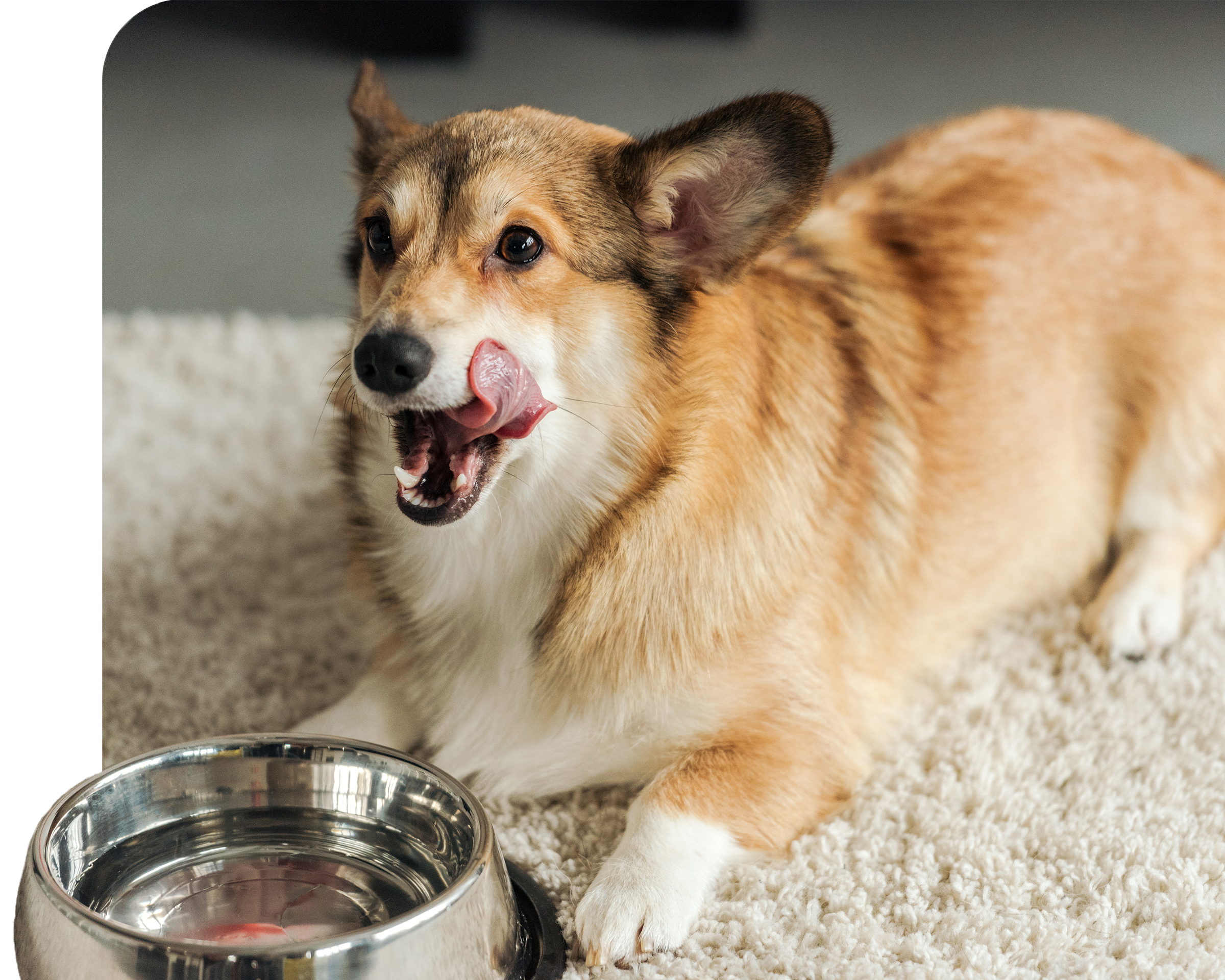 Dog sitting next to a water bowl. 